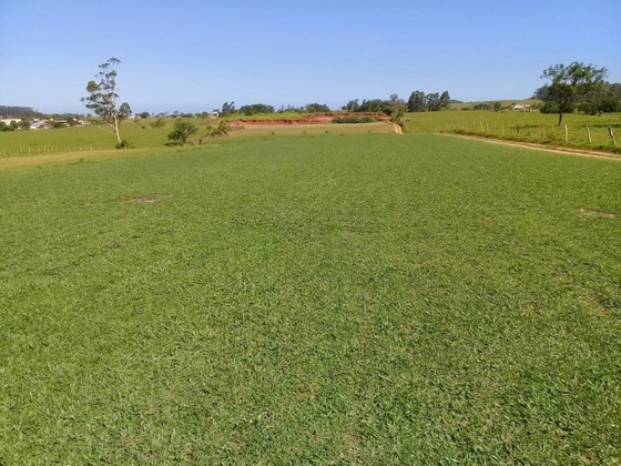 Plantio de Grama em Campo Orçar Florianópolis - Plantio de Grama Tifton