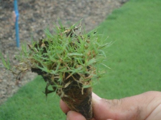 Plantio de Grama em Mudas Belém - Plantio de Grama