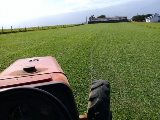 Plantio de Grama para Campo Orçar Campo Grande - Plantio de Grama Bermuda