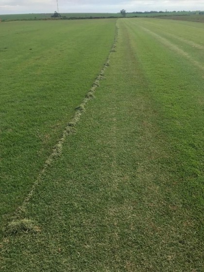 Plantio de Grama para Jardim Florianópolis - Plantio de Grama em Campo