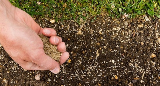 Plantio de Grama por Semeadura Orçar Louveira - Plantio de Grama em Mudas