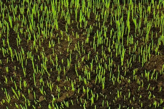 Plantio de Grama por Semeadura Florianópolis - Plantio de Grama em Campo