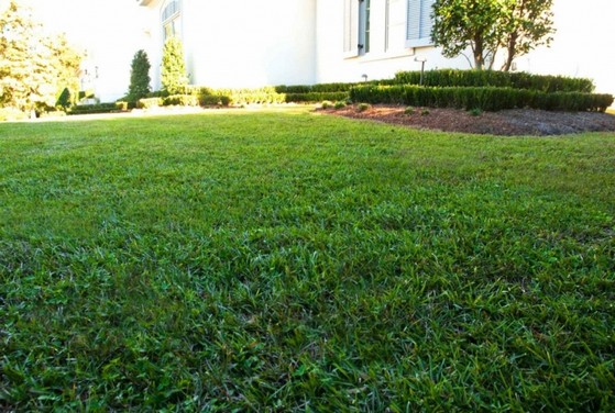 Procuro Comprar Grama Bermuda para Jardim Itu - Grama Bermuda Fina