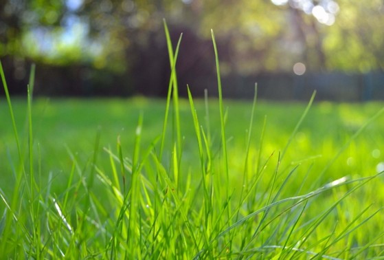 Procuro por Distribuidora de Grama Esmeralda Porto Alegre - Distribuidora de Grama Esmeralda de Qualidade para Jardim