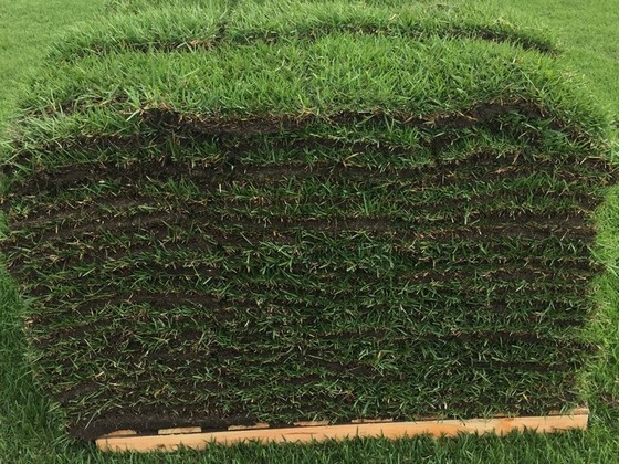 Quanto Custa Grama para Campo por Metro Quadrado Taubaté - Grama Natural Campo de Futebol