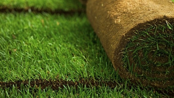 Quanto Custa Plantio de Grama em Rolo Boa Vista - Plantio de Grama para Campo