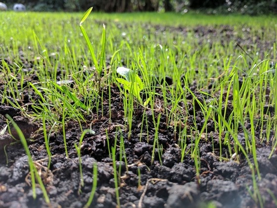 Quanto Custa Plantio de Grama por Semeadura Vitória - Plantio de Grama por Semeadura