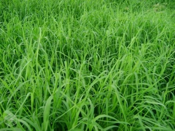 Quanto Custa Plantio de Grama Tifton Goiânia - Plantio de Grama