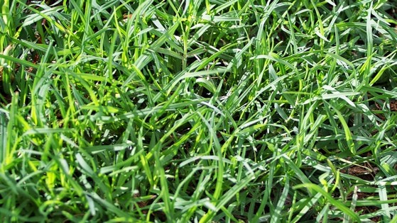 Quero Comprar Grama Bermuda Híbrida Itapetininga - Grama Bermuda Jardim