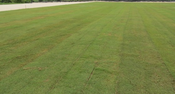 Quero Comprar Grama Bermuda para Campo de Futebol Belo Horizonte - Grama Bermuda para Campo de Futebol