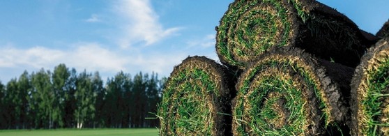 Rolo de Grama Esmeralda Teresina - Rolo de Grama para Campo