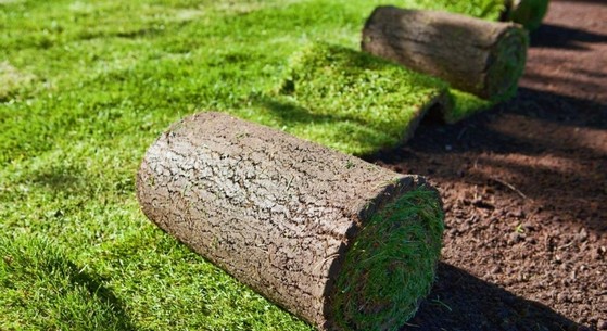 Rolo de Grama Natural para Campo Recife - Rolo de Grama para Decoração