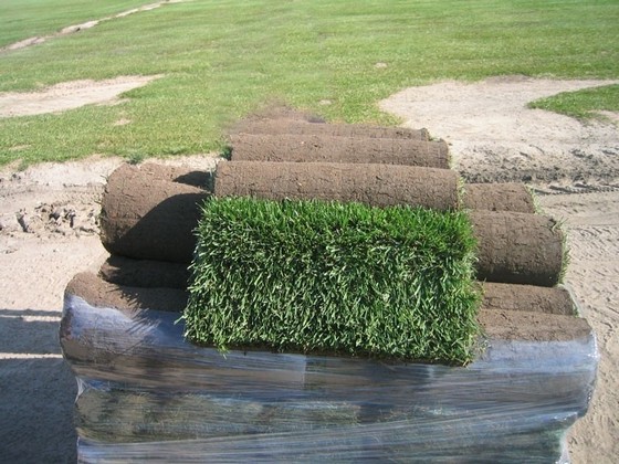 Rolo de Grama para Jardim Ribeirão Preto - Rolo de Grama para Decoração