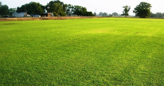 Rolo de Grama para Paisagismo Orçamento Votuporanga - Rolo de Grama para Jardim