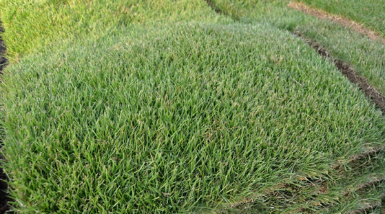 Tapete de Grama de Qualidade Valor Cuiabá - Tapete de Grama Verde