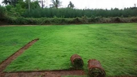 Tapete de Grama Natural para Campo Piracicaba - Tapete de Grama de Qualidade