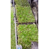 comprar grama natural metro quadrado Aracaju