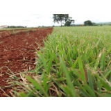 fornecedor de grama em campo Campo Grande