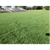 grama natural para campo de futebol preço Limeira