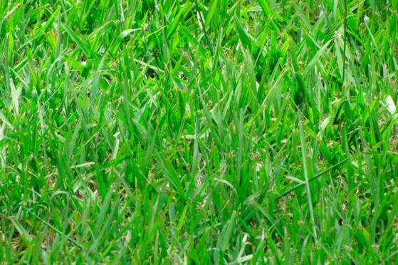 Venda de Grama Batatais e Esmeralda Curitiba - Grama Batatais para Campo de Futebol