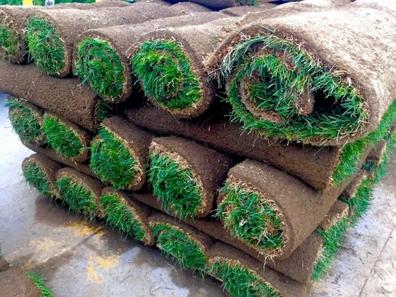 Venda de Rolo de Grama Bermuda São Carlos - Rolo de Grama para Campo