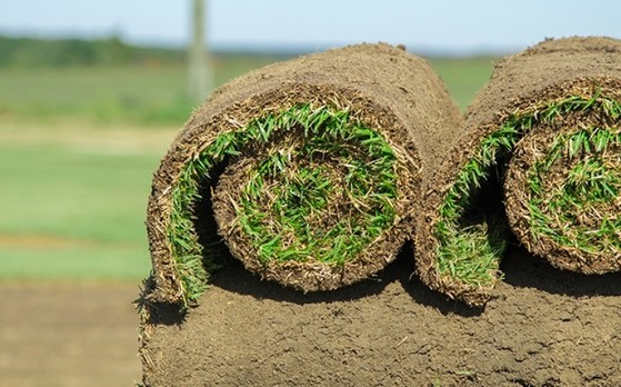 Venda de Rolo de Grama Esmeralda Aracaju - Rolo de Grama Natural para Campo