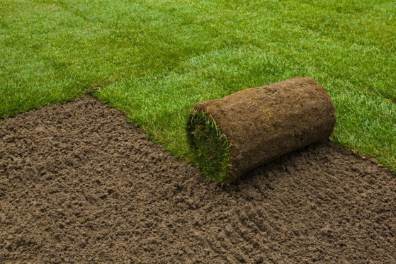 Venda de Rolo de Grama Natural para Campo Taubaté - Rolo de Grama para Paisagismo