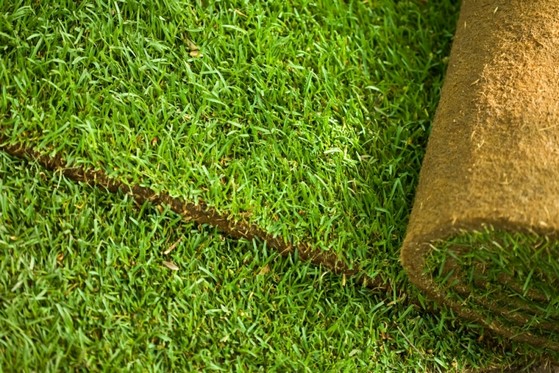 Venda de Rolo de Grama para Paisagismo Porto Velho - Rolo de Grama para Jardim