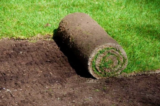 Venda de Rolo Tapete de Grama Natural Marília - Rolo de Grama para Paisagismo