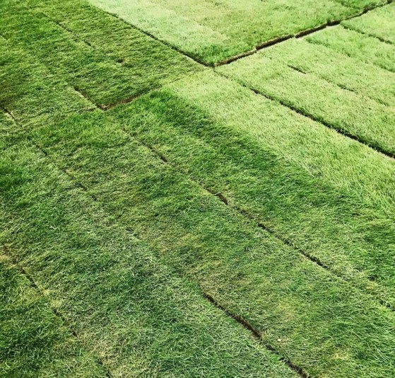 Venda de Tapete de Grama Natural para Campo Rio Branco - Tapete de Grama Barato