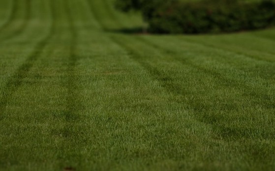 Venda de Tapete de Grama para Campo Americana - Tapete de Grama para Campo